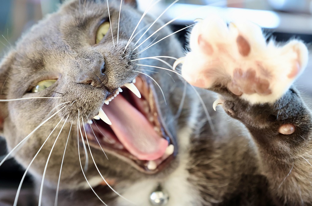 Beyond the Whiskers: Exploring How Many Teeth Do Cats Have