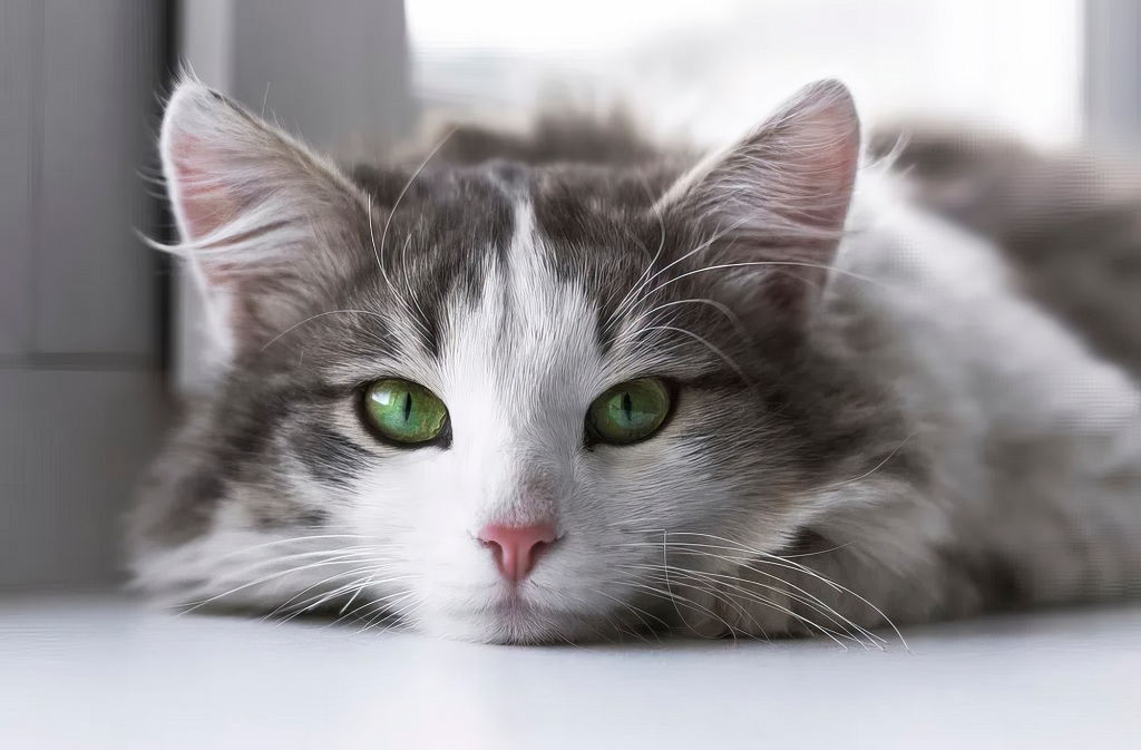 When Do Cats Stop Growing: A Comprehensive Guide