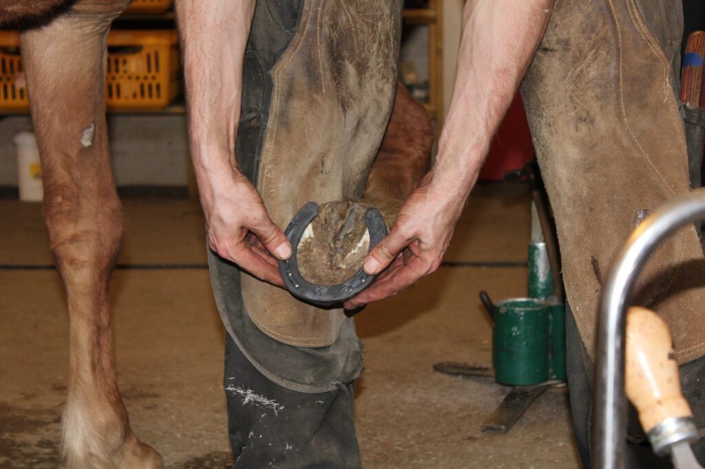 Why Do Horses Need Shoes