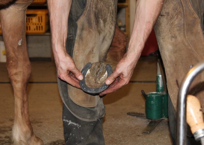 Unlock the Secret: Why Do Horses Need Shoes for Unstoppable Performance?