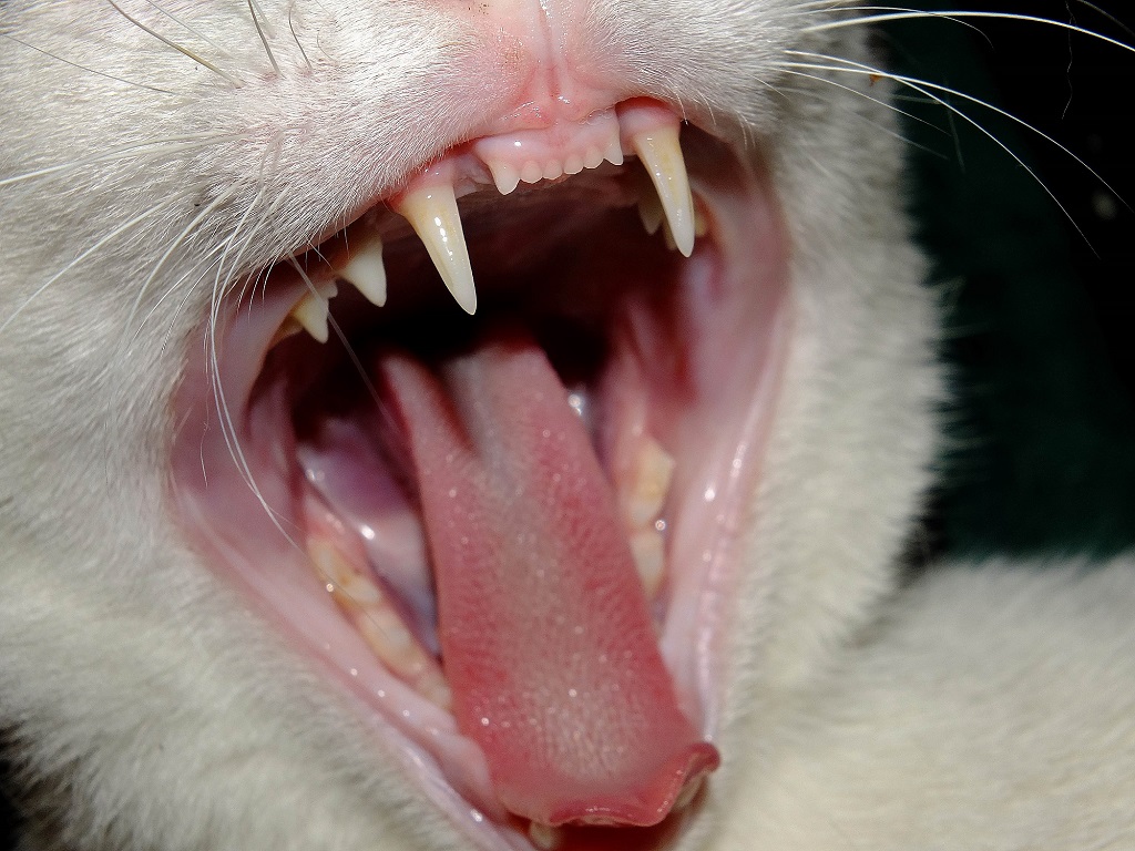 how many teeth do cats have?