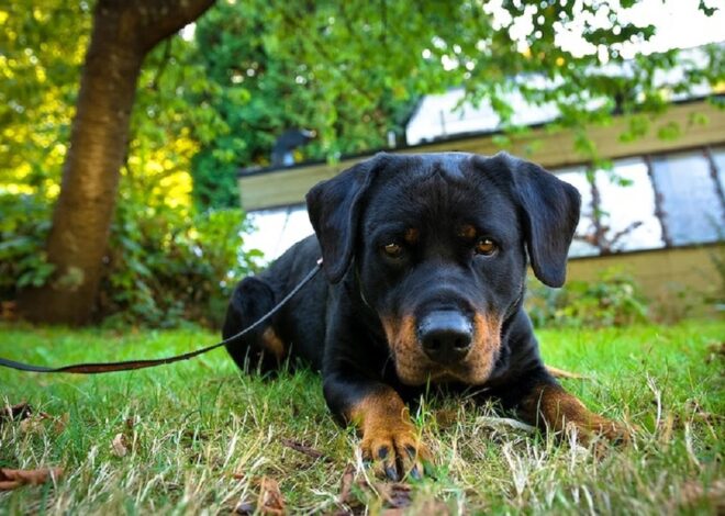 7 Surprising Reasons: Why Do Dogs Eat Grass and Vomit? #ShockingTruth